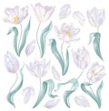 Set of realistic vector white tulips.