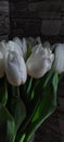Whitetulips Royalty Free Stock Photo