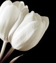 White tulips