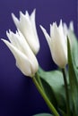 White tulips