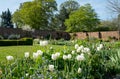 White tulips amidst other spring flowers in Eastcote House Gardens, historic walled garden, north west London UK