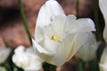 The white tulips of the Athleet in the Spring Botanical Garden of Toronto