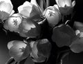 White tulips on a black background. Spring flowers. Bright, contoured light. Black and white photo Royalty Free Stock Photo