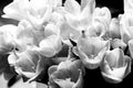 White tulips on a black background. Spring flowers. Bright, contoured light. Black and white photo Royalty Free Stock Photo