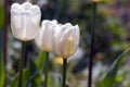 White tulips blooming in summer