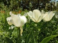 White tulips blossoms in the bush