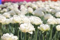 White tulips in the blur background closeup in a bulb field in springtime