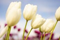 White Tulips with blurred background of blue sky and purple red flowers Royalty Free Stock Photo