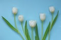 White tulips bouquet on a blue background. White spring flowers. Floral greeting card blank. Floral delicate spring Royalty Free Stock Photo