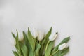 White tulips bouquet with copy space, top view spring mothers`s day greeting with flowers bouquet