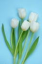 White tulips bouquet on a light blue background. White spring flowers. Floral card blank. Floral delicate spring Royalty Free Stock Photo