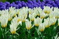 White tulips close up in Holland , spring time colourful flowers