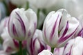 White tulips with crimson lilac strokes on a green background it is horizontally.