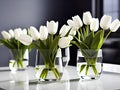 White tulips in crystal vases on a gray background