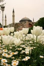 White tulips and white daisies in a garden and Blue Mosque is in the back, at Istanbul Tulips Festival Royalty Free Stock Photo