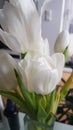 White Tulips