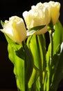 White tulips in drops of water.