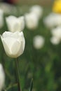 White tulips in the feild Royalty Free Stock Photo