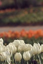 White tulips in the feild Royalty Free Stock Photo