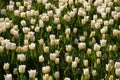 White tulips field in botanic garden park Royalty Free Stock Photo