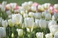 White tulips flower blooming in spring garden. Royalty Free Stock Photo