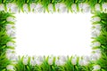 White tulips flower border frame Royalty Free Stock Photo