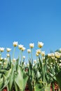 White tulips on flowerbed on blue sky