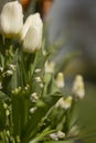 White tulips Royalty Free Stock Photo