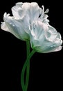 White  tulips. Flowers on  black isolated background with clipping path.  Closeup.  no shadows.  Buds of a tulips on a green stalk Royalty Free Stock Photo