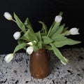 White Tulips Flowers in a Copper Pitcher on a Stone Counter