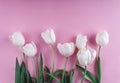 White tulips flowers over light pink background. Greeting card or wedding invitation. Flat lay, top view Royalty Free Stock Photo