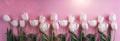 White tulips flowers over light pink background. Greeting card or wedding invitation. Flat lay Royalty Free Stock Photo