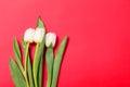 White tulips flowers in a row on red background with copy space. Mothersday or spring concept.