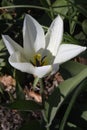 WHITE TULIPS FLOWERS STREET DECORATIONS Royalty Free Stock Photo