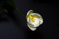 White tulips flwoers Royalty Free Stock Photo