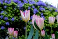 White tulips in front of lavender Rock Phlox Royalty Free Stock Photo