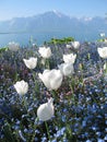 White Tulips at Geneva Lake