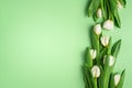 White tulips on green background. Natural fresh flowers with green leaves. Spring sale layout. Lovely holiday