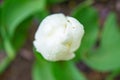 White tulips in the green grass. The first spring flowers. Close up