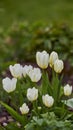 White tulips growing, blossoming, flowering in a lush green garden. Bunch of didiers tulip flowers from tulipa