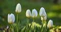 White tulips growing in a garden on a sunny day. Closeup of seasonal flowers blooming in a calm field. Macro details