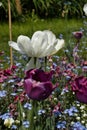 White tulips in Hermannshof garden Royalty Free Stock Photo