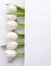 White tulips border