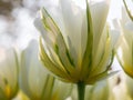 White tulips in Keukenhof Botanical Garden, Holland Royalty Free Stock Photo