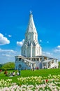 The white tulips in Kolomenskoye