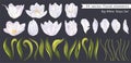 Set of white tulips. Spring realistic flowers. Vector high detailed clip-art elements isolated on dark background. Royalty Free Stock Photo