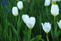 White tulips in meadow with high grown grass Royalty Free Stock Photo