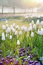 White Tulips in the morning light, spring garden Stromovka in Prague