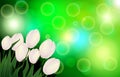 White tulips in the morning sunand green bokeh background effect, Basic RGB