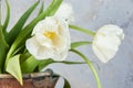 White tulips in old copper vase Royalty Free Stock Photo